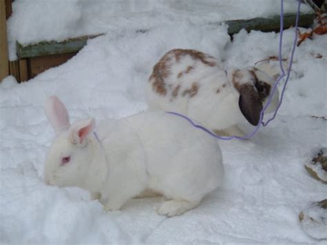 Snow Bunnies Core Dump