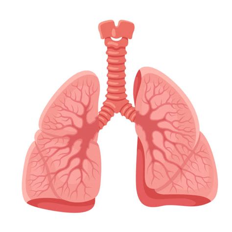 Human Lung Illustration Stock Photos Pictures And Royalty Free Images