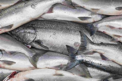 Top 6 Types Of Salmon