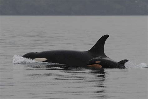 Baby Boom Third Orca Calf In 3 Months Born To Endangered Population