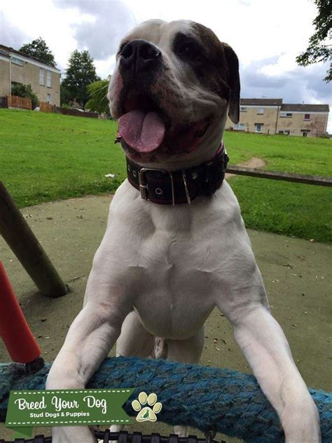 American Bulldog X Neapolitan Masiff Stud Stud Dog In Somerset The