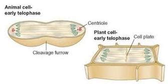 How is the process of cell division different in prokaryotes and eukaryotes? Topic 1.6: Cell Division - AMAZING WORLD OF SCIENCE WITH ...