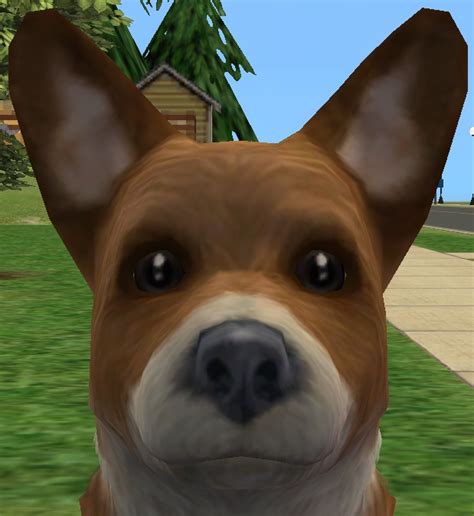 Mod The Sims Corgi Dog Breed