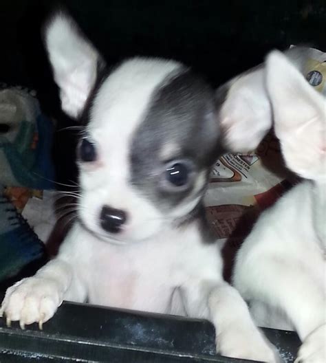 Chihuahua Puppies For Sale Colorado Boulevard Co 175508