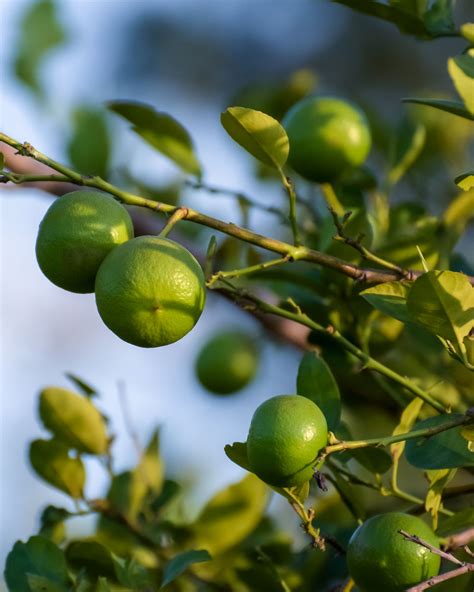 Key Lime Citrus Tree Plantvine