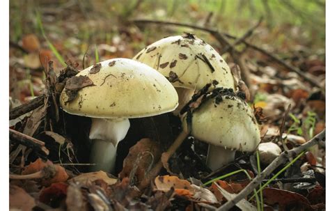 Wild Death Cap Mushrooms Poison 14 People In Northern California