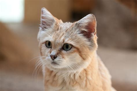 Cute Sand Cat By Funky Dragon On Deviantart
