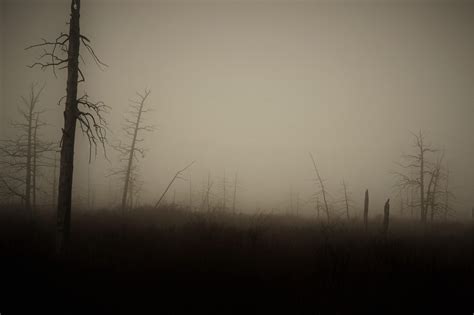 Ominous Fog In The Swamp Maryland 4040x2693 Naturelandscape Pictures