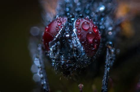 Free Images Water Macro Photography Berry Close Up Moisture