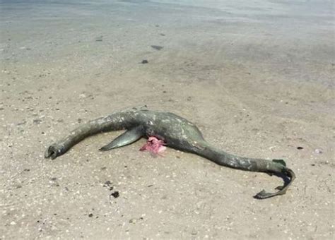 Mysterious Nessie Like Sea Creature Washes Up On Beach