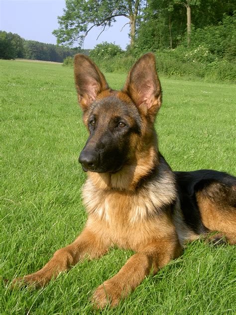 Check spelling or type a new query. Free Images : dog, german, shepherd 1944x2592 - Wineke1968 ...