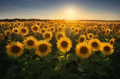 7 Sunflower Fields To Check Out This Season
