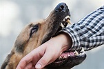 Hunde und Beißunfall: Schuld und Haftung