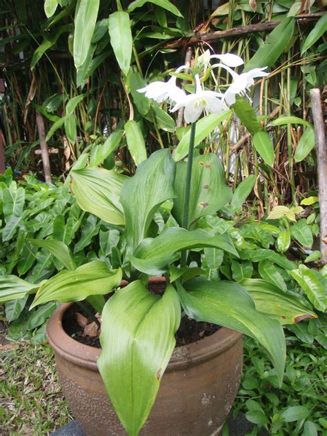 ‘mahachok Lovely Tropical Bulb Plants In Thailand With Fragrant White