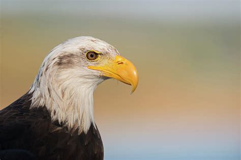 Head Shot Bald Eagle Photograph By Ralf Kistowski Pixels