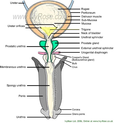 Explore the anatomy systems of the human body! Male Bladder and Urethra: Basic Diagram of the Male ...