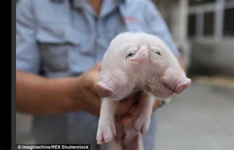Un Bébé Cochon à Deux Têtes Trouvé En Chine