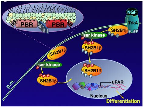 Representation Of The Regulation Of Subcellular Localization Of Sh2b1