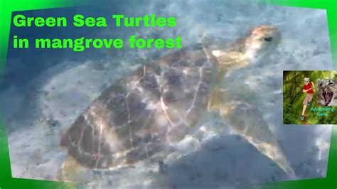 Green Sea Turtles Underwater In Mangrove Forest Youtube