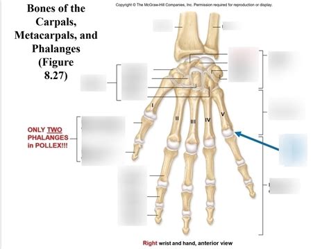 Bones Of The Carpals Metacarpals And Phalanges Exam 2 2 Diagram