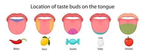 Taste Buds Vector Art Icons And Graphics For Free Download