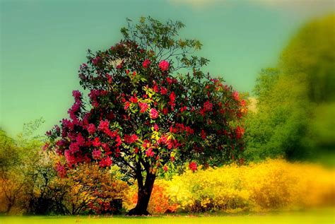 Unduh 65 Beautiful Tree Wallpaper Iphone Foto Terbaru Postsid