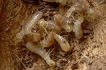 Termite Mound: Baby Termites With Wings