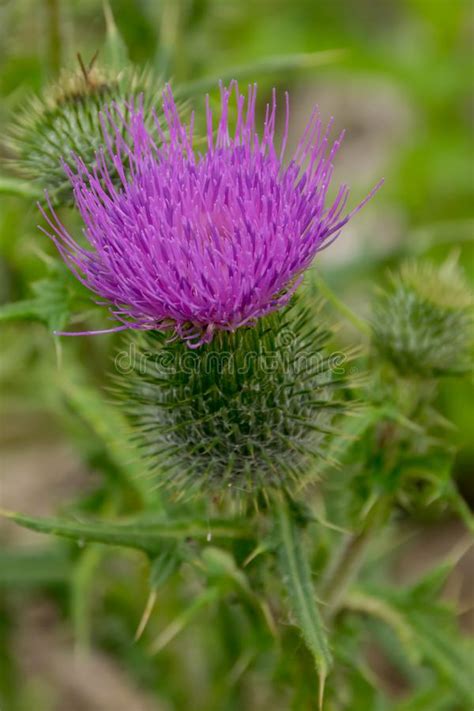 Bright Violet Pink Thistle Flower Stock Image Image Of Thistle