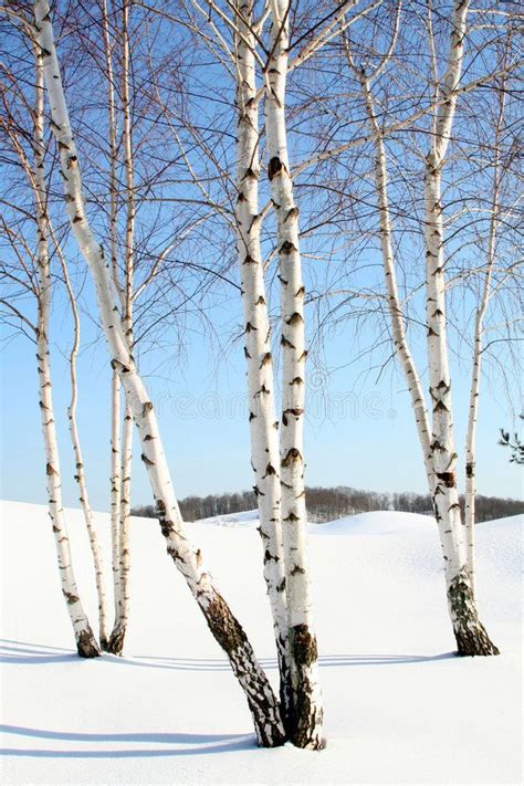 Pin By Susan Patterson On Birch Trees In 2020 Winter Trees White