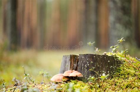 Autumn Pine Forest Stock Photo Image Of Light Nature 62341710