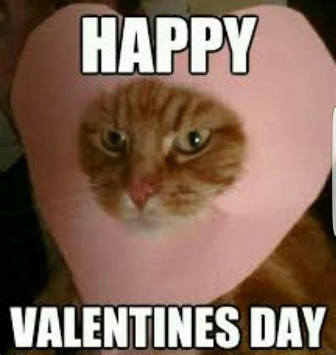 Pin By Loretta Young Rogers On Catsvalentines Funny Valentine Memes