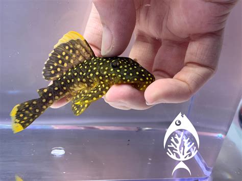 Gold Nugget Pleco Marine Warehouse Aquarium