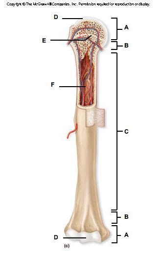 Identify Anatomy Of Long Bones Diagram Quizlet
