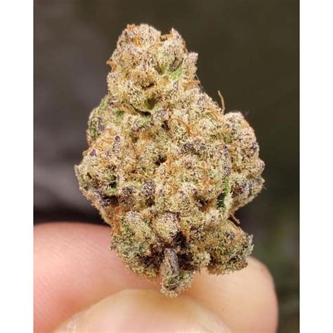 Gorilla Cookies A Dream To Smoke And Grow From Growerschoice