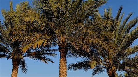 Floridas Iconic Palm Trees Threatened By Invasive Disease