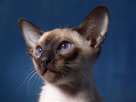 How much are siamese kittens? Siamese Cat Price: How Much Do Siamese Cats Cost?