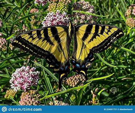 Western Tiger Swallowtail Butterfly Stock Photography Cartoondealer