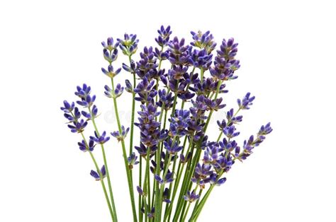 Bunch Of Lavender Stock Photo Image Of Aroma Health 66466162