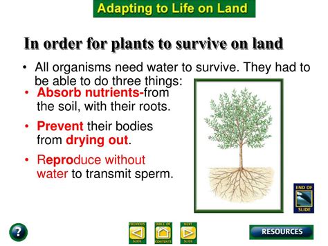 Ppt Introduction To Plants Powerpoint Presentation Free Download