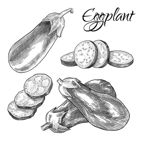 Premium Vector Eggplant Set Sliced And Whole Hand Drawn Vector