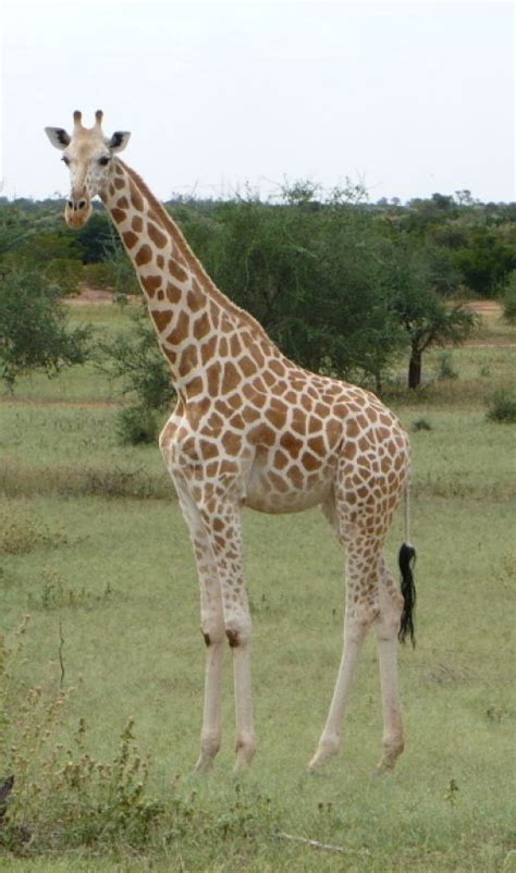 West African Or Niger Giraffe African Giraffe Giraffe Northern Giraffe