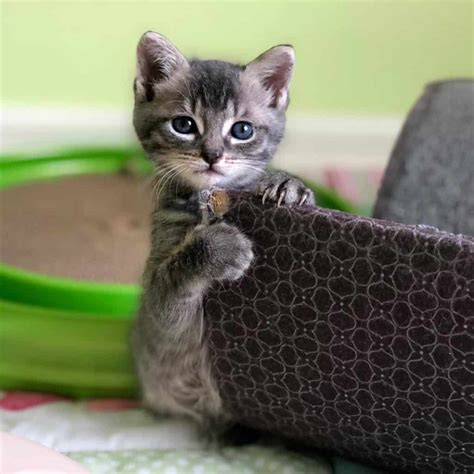 So we've compiled a few of these posts, but it seems like the internet is full of adorable kitten photos; Sometimes We Just Need Adorable Kitten Photos To Brighten ...