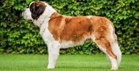 Saint Bernard Dog Breed Information - The Ultimate Guide | Breed Advisor