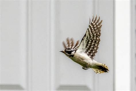 Downy Woodpecker In Flight Photograph By Donald Lanham Fine Art America