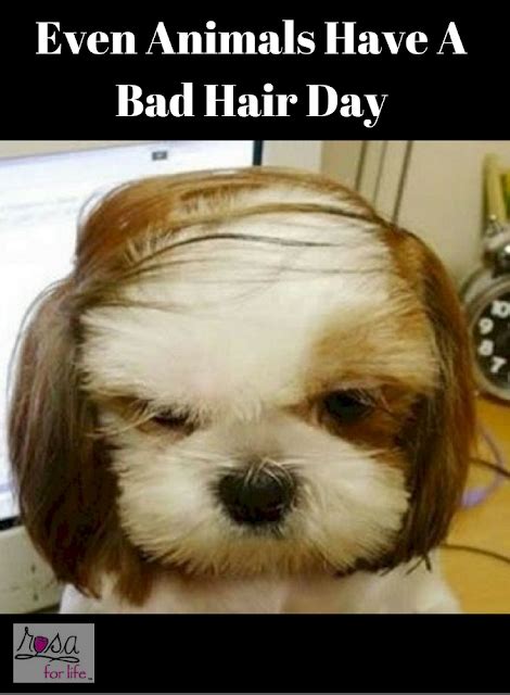 Even Animals Have A Bad Hair Day Bad Hair Day Hair Day Animals