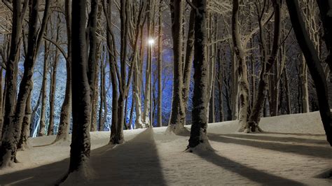 Beautiful Forest Night Wallpapers Top Free Beautiful Forest Night