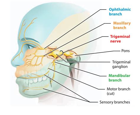 Easy Notes On Trigeminal NerveLearn Cranial Nerves Facial