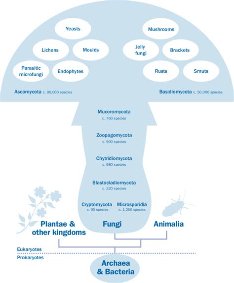 Schematic Representation Of Kingdom Fungi In The Tree Of Life