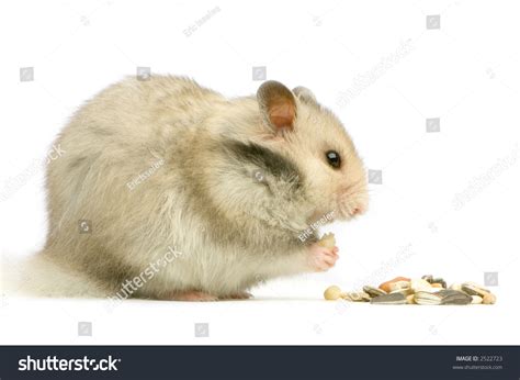 Profile Of A Hamster Eating In Front Of A White Background Stock Photo