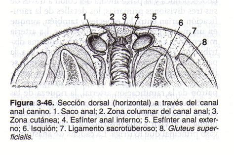 Anatomia Veterinaria Sacos Anales Tambien Llamados Senos Paranales
